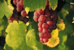 grapes - 