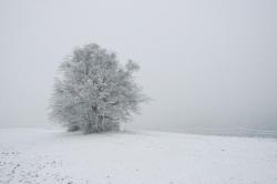 strom - strom.jpg