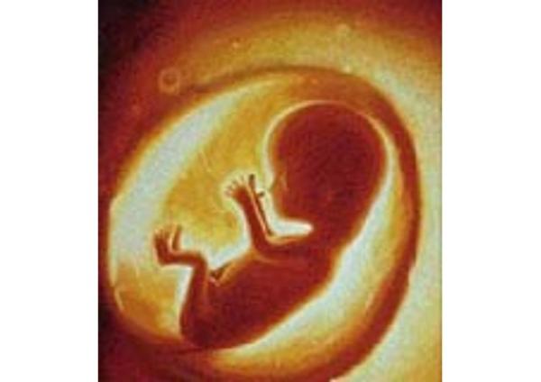 Embryo nie je vec, ale osoba - pozitívna reakcia na rozhodnutie Európskeho súdu