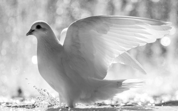 Ženský advent pondelok: Krása holubice