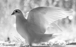Ženský advent pondelok: Krása holubice