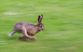 Nasledovanie Krista ako beh za zajacom