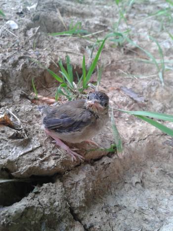 Všetko čo dýcha nech chváli teba Pane!