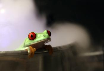 Najprv zjedzte žabu