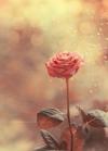 Beauty...